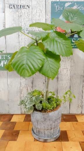 【観葉植物】ウンベラータ  　受皿付