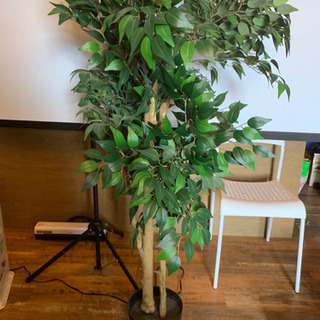 IKEAの観葉植物