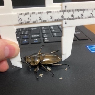 一週間限定！ババオウゴンオニ幼虫5匹セット