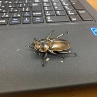 その他 一週間限定！ババオウゴンオニ幼虫5匹セット