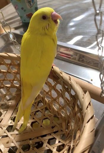 セキセイインコルチノー Sea 新宿のその他の里親募集 ジモティー セキセイインコルチノー Sea 新宿のその他の里親募集 ジモティー
