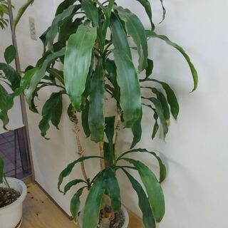幸福の木　大きい鉢植え　観葉植物　ドラセナ