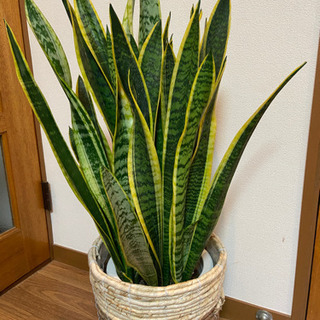 観葉植物　売ります　(取引終了致しました)