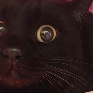 【再募集！急募・避妊手術済】問い合わせなければ7日後にお外へ。ペロッと舌が出がちな可愛い黒猫✨推定３歳⭐️の画像