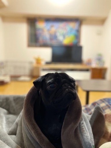 2歳の黒パグです I O 井尻の犬の里親募集 ジモティー 2歳の黒パグです I O 井尻の犬の里親募集 ジモティー