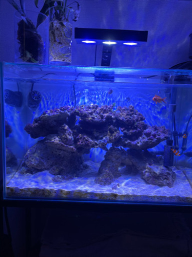 海水水槽セット