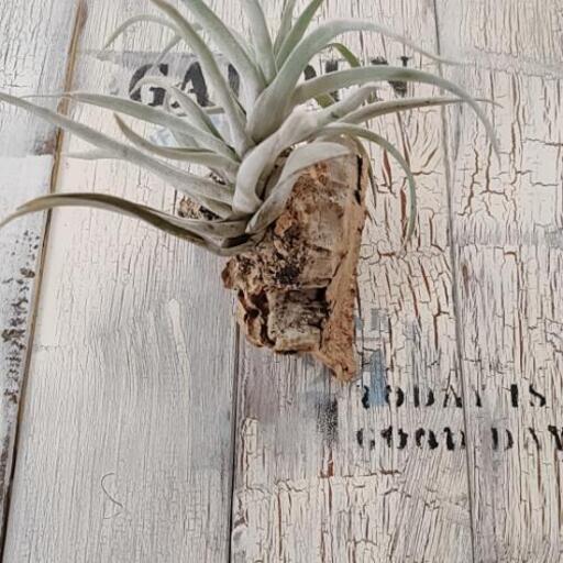 観葉植物 エアープランツ チランジア コルク付 ゆっぴー 亀有のその他の中古あげます 譲ります ジモティーで不用品の処分