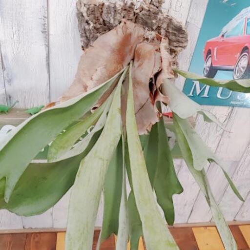【観葉植物】コウモリラン　※コルク壁紙