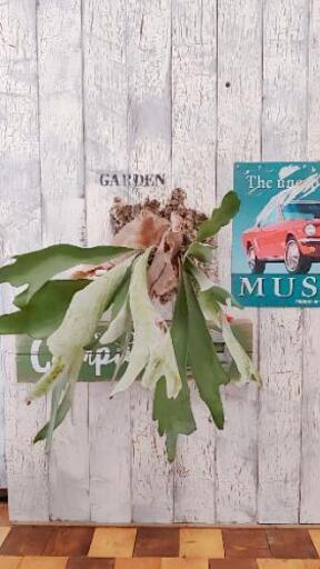 観葉植物 コウモリラン コルク壁紙 ゆっぴー 亀有のその他の中古あげます 譲ります ジモティーで不用品の処分