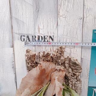 観葉植物】コウモリラン ※コルク壁紙