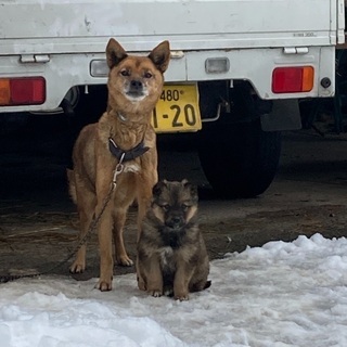 狩猟犬の子犬 たま 大田のその他の里親募集 ジモティー