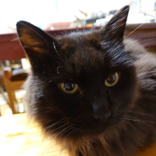 長毛黒猫2020年末迷い猫として相談があり保護しました 警察 保健所届け出ましたが飼い主現れず 新しい里親さんを探しています ボランティアで ずんずん はこねこ 彫刻の森の猫の里親募集 ジモティー
