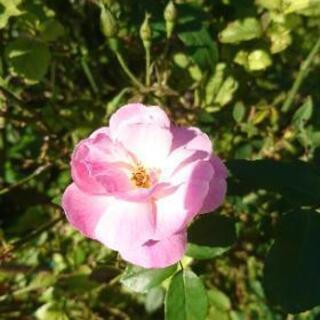 ☀️【値引き】ピンクの薔薇の苗  植物5