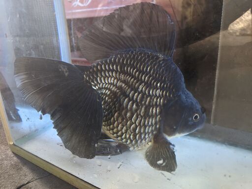 巨大金魚黒ブロードテール琉金24センチ なん 古河のその他の中古あげます 譲ります ジモティーで不用品の処分 巨大金魚黒ブロードテール琉金24センチ なん 古河のその他の中古あげます 譲ります ジモティーで不用品の処分