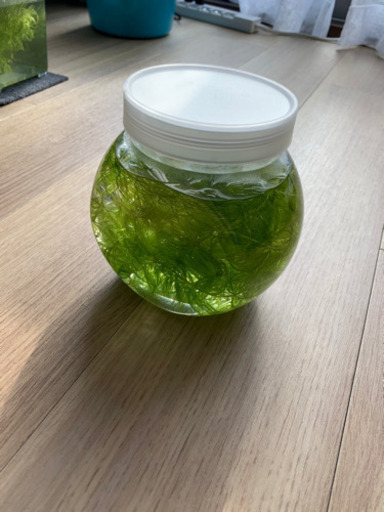 水草マツモ メダカ 熱帯魚 エビの水槽に まる 竹鼻のその他の中古あげます 譲ります ジモティーで不用品の処分 水草マツモ メダカ 熱帯魚 エビの水槽に まる 竹鼻のその他の中古あげます 譲ります ジモティーで不用品の処分