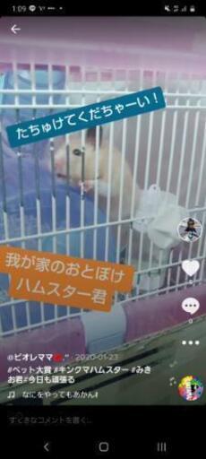 キンクマ雄のみきをです 交渉中 冨田緑 北長野のその他の里親募集 ジモティー