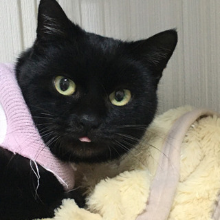 【再募集！急募・避妊手術済】問い合わせなければ7日後にお外へ。ペロッと舌が出がちな可愛い黒猫✨推定３歳⭐️ − 茨城県