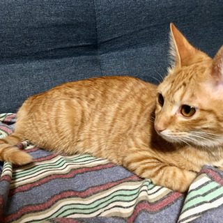 子猫3匹　里親募集　生後約5ヶ月(推定) - 久慈市