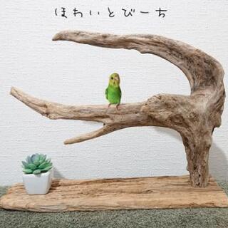 鳥インコ止まり木 流木吊り下げ式バードアスレチックバードジム