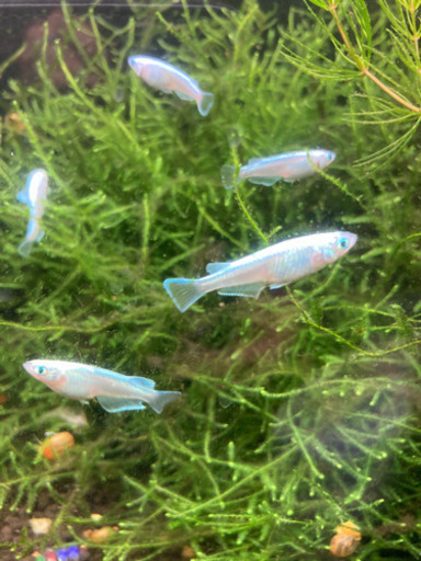 幹之メダカ 鉄仮面卵10個 水草稚魚販売有り〼 けん 川西のその他の中古あげます 譲ります ジモティーで不用品の処分 幹之メダカ 鉄仮面卵10個 水草稚魚販売有り〼 けん 川西のその他の中古あげます 譲ります ジモティーで不用品の処分
