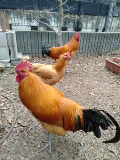ニワトリ名古屋コーチンオスメス７ヶ月 まみむめも 本八幡のその他の里親募集 ジモティー