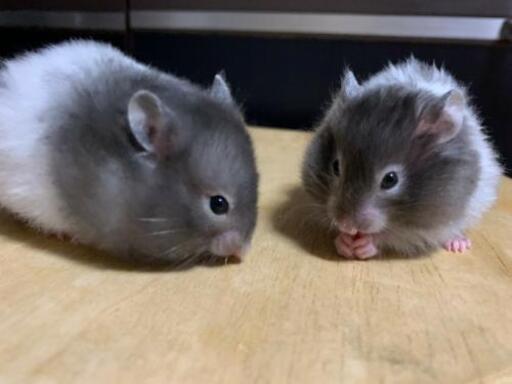 残り一匹 ゴールデンハムスター ゅーぅ 鴨宮のその他の里親募集 ジモティー