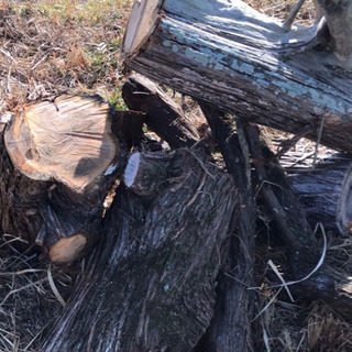 モロの木　モロの木　枯れ木　工芸　クラフト　ハンドメイド　流木