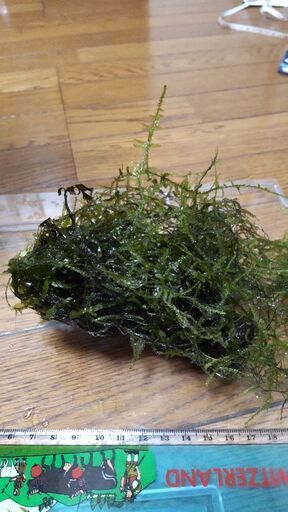 お取引中 水草流木つきモスモスファン 断捨離中 座間のその他の中古あげます 譲ります ジモティーで不用品の処分 お取引中 水草流木つきモスモスファン 断捨離中 座間のその他の中古あげます 譲ります ジモティーで不用品の処分