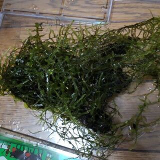 お取引中 水草流木つきモスモスファン 断捨離中 座間のその他の中古あげます 譲ります ジモティーで不用品の処分
