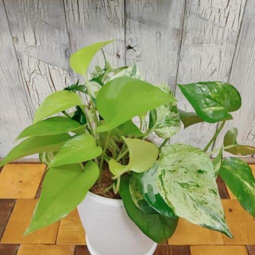 観葉植物 ポトス混合受皿付 ゆっぴー 亀有のその他の中古あげます 譲ります ジモティーで不用品の処分