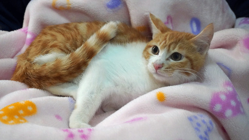 おとなしい茶白の男の子 のんちゃん 長後の猫の里親募集 ジモティー