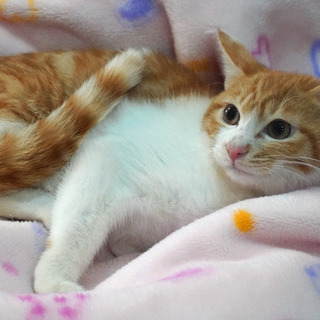 おとなしい茶白の男の子 のんちゃん 長後の猫の里親募集 ジモティー