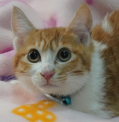 おとなしい茶白の男の子 のんちゃん 長後の猫の里親募集 ジモティー