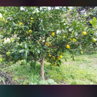 レモン・柿・オリーブ・柑橘類や果物がなる木を探しています - 渋谷区