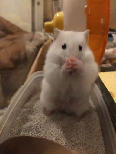 ゴールデンハムスター 長毛種 の赤ちゃん７匹里親になってください しげお 木場のその他の里親募集 ジモティー