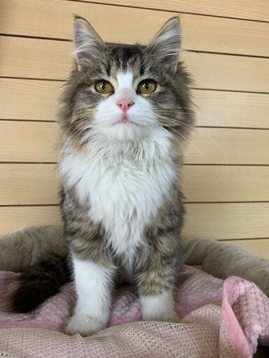 メインクーン風人懐こい 性格の仔猫 よっしー 岡崎の猫の里親募集 ジモティー メインクーン風人懐こい 性格の仔猫 よっしー 岡崎の猫の里親募集 ジモティー