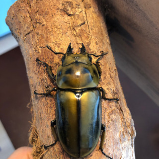 ババオウゴンオニクワガタ 新成虫 ♀10月羽化 即ブリ可能