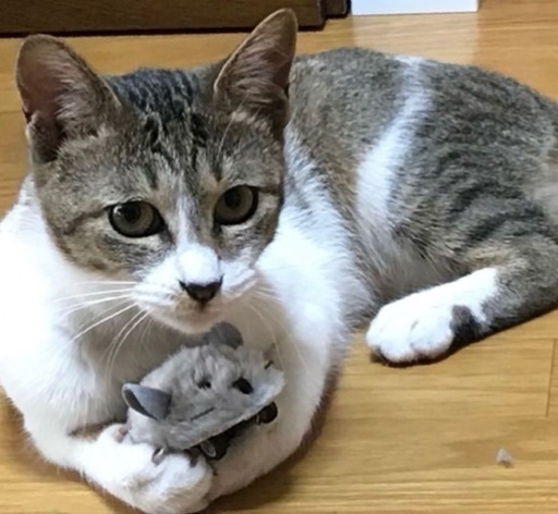 元気いっぱいチビ猫 平川 あい 藤崎の猫の里親募集 ジモティー 元気いっぱいチビ猫 平川 あい 藤崎の猫の里親募集 ジモティー