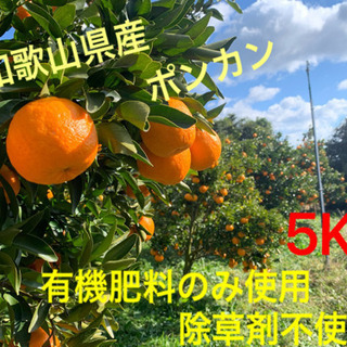 和歌山の美味しいポンカン5kg 有機肥料栽培01