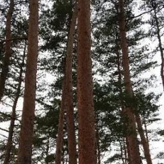 松の木　チェンソーで伐採