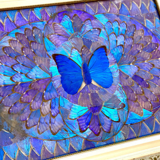 モルフォ蝶の羽で描かれた絵画、標本