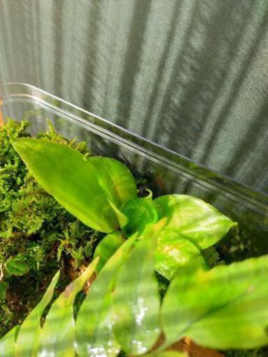 のぼり棒のある自然の中の飼育箱 苔テラリウム ビバリウム サリー 東茨城のその他の中古あげます 譲ります ジモティーで不用品の処分 のぼり棒のある自然の中の飼育箱 苔テラリウム ビバリウム サリー 東茨城のその他の中古あげます 譲ります ジモティーで不用品の処分