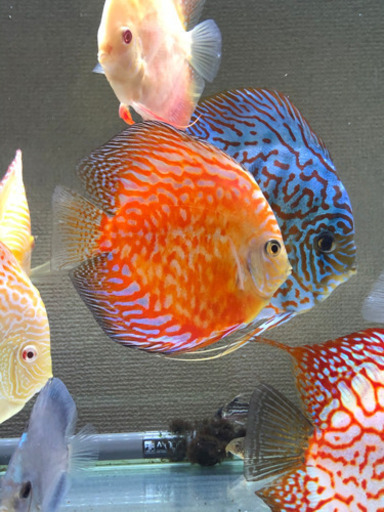 値下げスターダストゴールデンサンフラワーディスカス 熱帯魚水槽 コリ親 井野のその他の中古あげます 譲ります ジモティーで不用品の処分