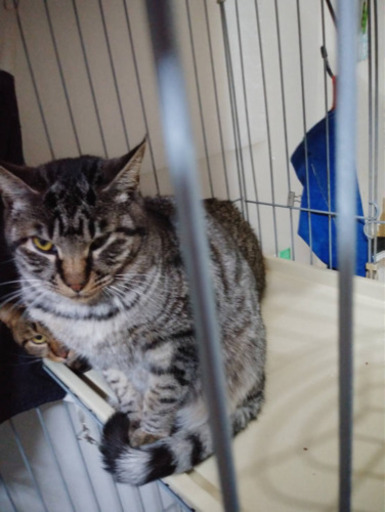 仲良し兄弟猫 キジトラ君とサバトラ君 ぷく 保土ケ谷の猫の里親募集 ジモティー 仲良し兄弟猫 キジトラ君とサバトラ君 ぷく 保土ケ谷の猫の里親募集 ジモティー