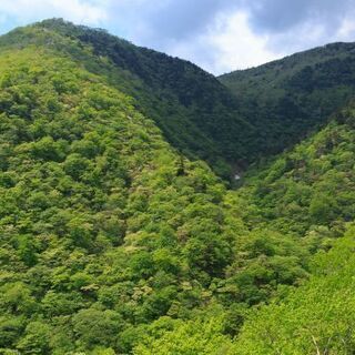 🌷 山林🌲買い受けます。   - 彦根市