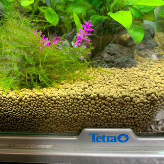 無料コリドラス 熱帯魚水槽 2匹と水草 底砂 ライオンにゃんこ 江坂のその他の中古あげます 譲ります ジモティーで不用品の処分