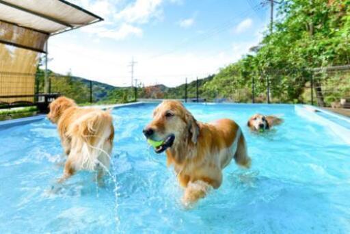 ドッグランとドッグカフェ バン 湯浅の犬の無料広告 無料掲載の掲示板 ジモティー