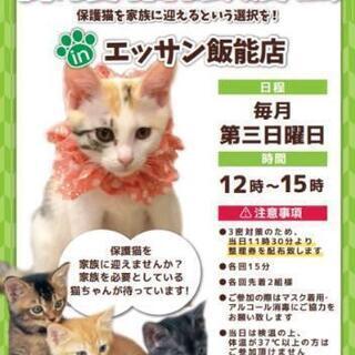 保護猫譲渡会 in 島忠エッサン飯能店