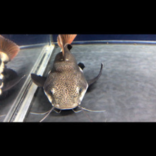 【ネット決済】[熱帯魚]レッドテールキャット　ショートボディー