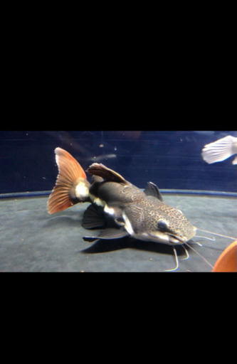 熱帯魚]レッドテールキャット ショートボディー